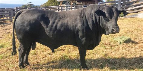 The Waddell Resident Brangus Bull - Sweetwater Pastoral