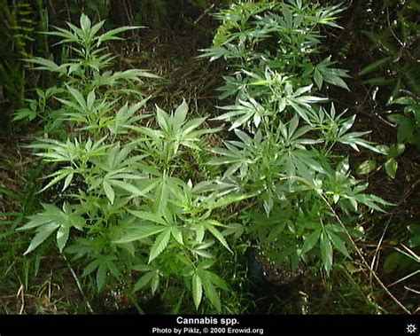 Erowid Plants Vaults : Images : cannabis spp plant