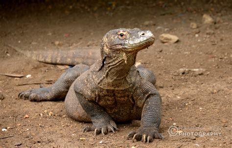 Indonesia Wildlife – Ramdas Iyer Photography