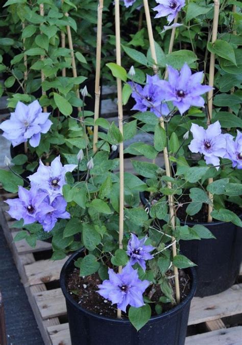 20 Best Clematis With Blue Flowers | Balcony Garden Web