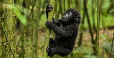 Mountain Gorillas In Virunga national park- Facts about Virunga Gorillas