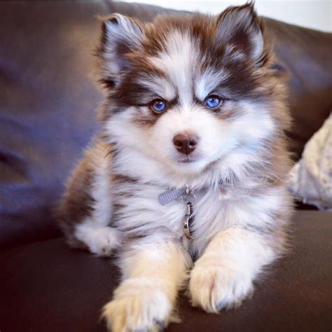 Mini pomsky chocolate girl! So cute! Apply for a puppy like this girl on our website. #pomsky # ...