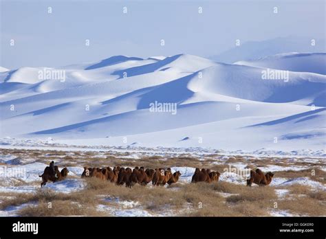 Gobi Desert Pictures