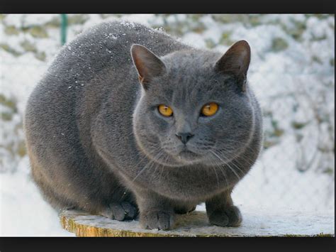 Yellowfang the ThunderClan medicine cat | Grey cat breeds, Cat breeds ...