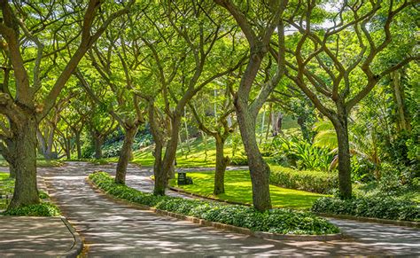 Native Hardwood Trees of Hawai‘i