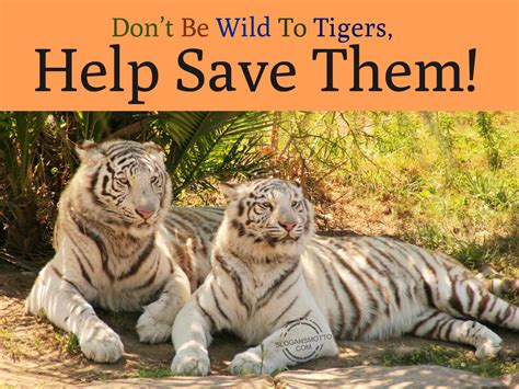 Save Tigers Slogans