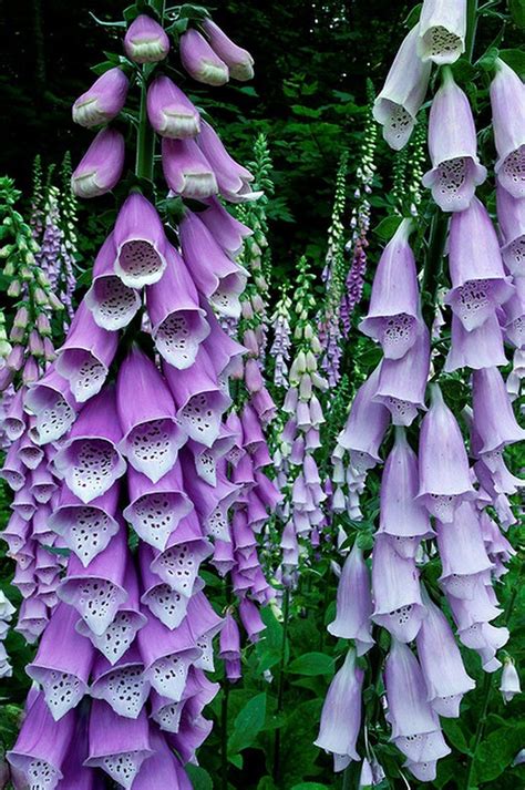 Pin on foxglove garden