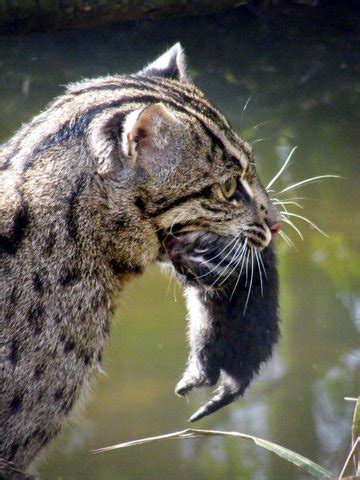 Fishing cat (Prionailurus viverrinus) - Wild Cats Magazine