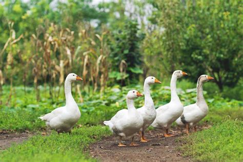 8 Geese Breeds to Consider For Your Homestead