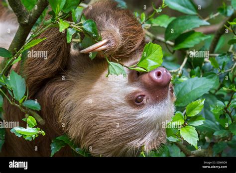 Hoffmann's two-toed sloth (Choloepus hoffmanni) eating tree leaves in ...