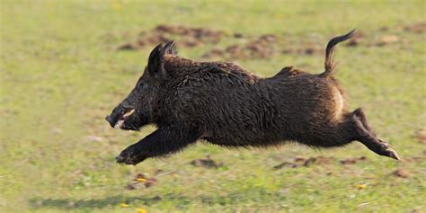 Wild Boar Shooting | Driven Wild Boar Hunting in UK | Best Hunting ...