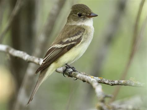 Alder Flycatcher - eBird