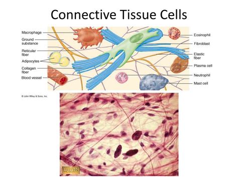 PPT - Connective Tissue PowerPoint Presentation, free download - ID:1974907