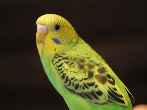 Budgerigar Care Sheet | Birds Coo