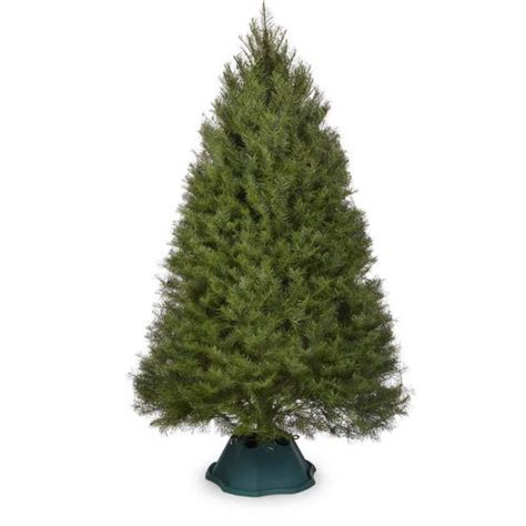 8-9 ft Douglas Fir Real Christmas Tree in the Fresh Christmas Trees ...