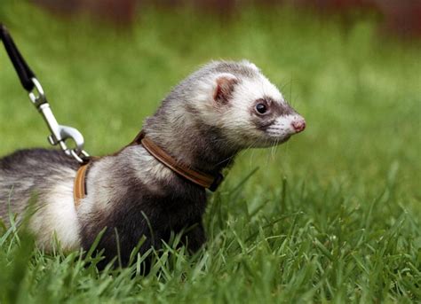 Ferret Care Sheet | PetMD