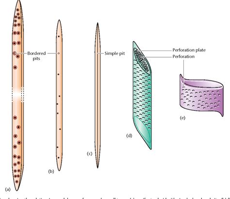 [DIAGRAM] Tracheids Pits Vessel Elements Xylem Cells Diagram - MYDIAGRAM.ONLINE