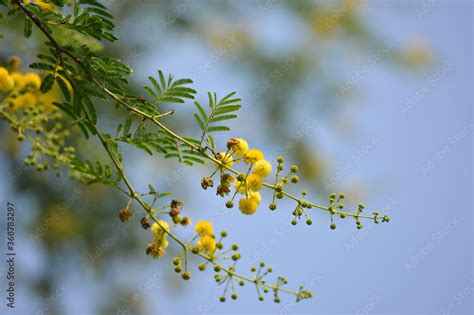 Vachellia nilotica or gum arabic flowers Stock Photo | Adobe Stock