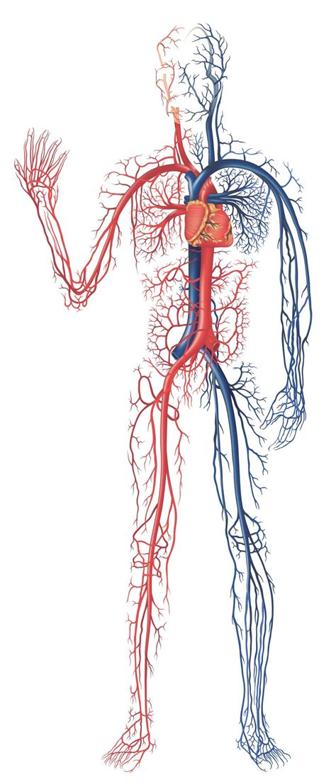 kaylacastaneda | Human Anatomy and Physiology