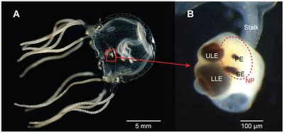 Box jellyfish - Wikipedia