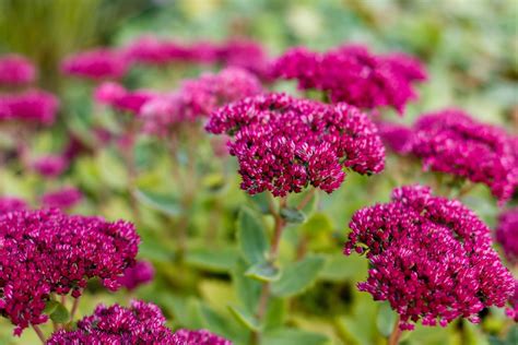 How To Grow & Care For Sedum 'Stonecrop' | Horticulture.co.uk