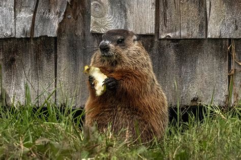 The Delicious Delights of Groundhog Meat