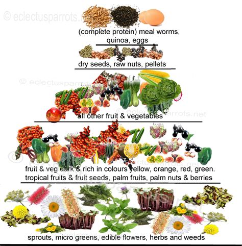 baby cockatiel food chart - Dorthea Casas