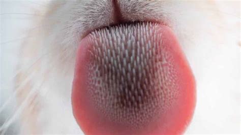 Labeled Cat Tongue Close Up