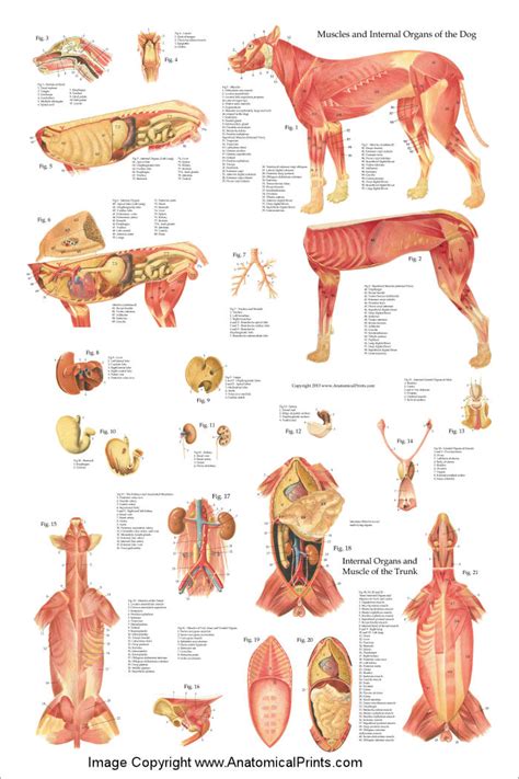 Dog Internal Anatomy Poster 24 x 36