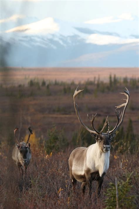 The Caribou – Western Arctic Caribou Herd