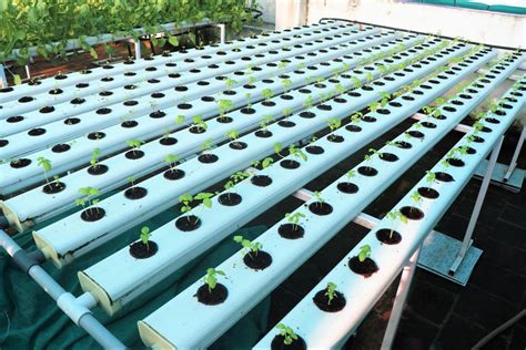 The Cost of Hydroponic Farming vs Traditional Agriculture - Balcony Crops