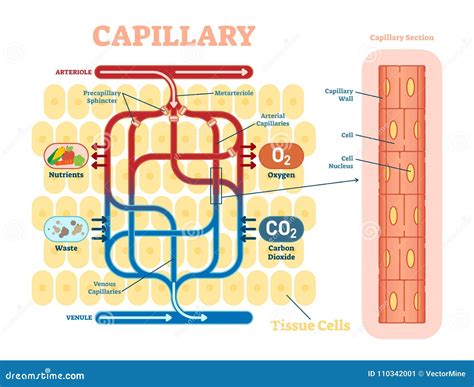 Capillary Schematic, Anatomical Vector Illustration Diagram with Blood Flow. Stock Vector ...