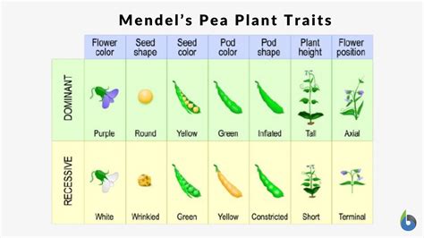 Inherited traits - Definition and Examples - Biology Online Dictionary