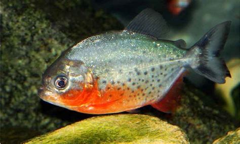 The Red Bellied Piranha [Breed Info | Facts | In the Wild Guide] - Piranha Guide