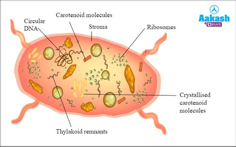 Leucoplast Diagram