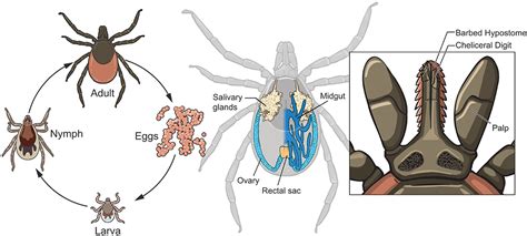 Ixodes Scapularis Life Cycle