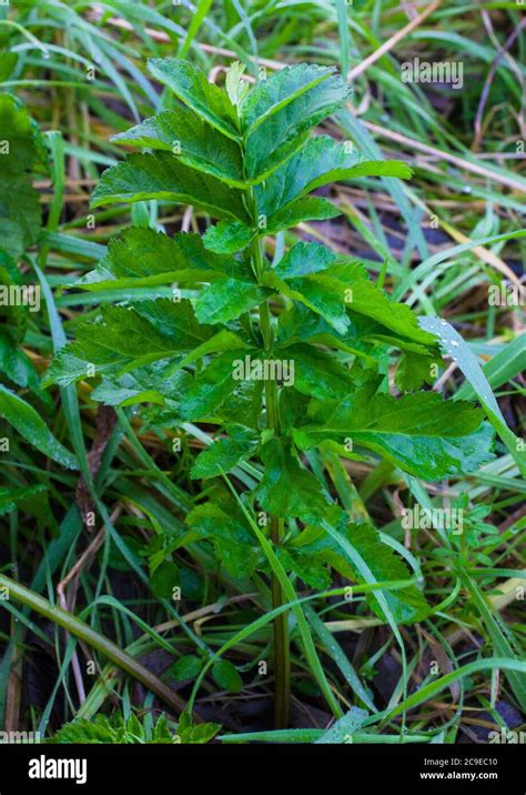 Edible and Medicinal Wild Herbs: Parsnip, growing near a river Stock Photo - Alamy