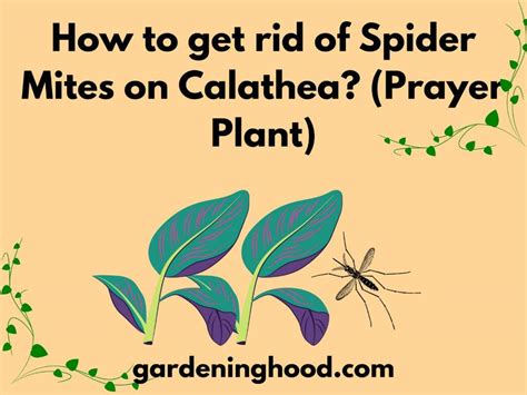 How to get rid of Spider Mites on Calathea? (Prayer Plant)