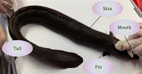 Isabella : Eel Dissection Diagram - WARNING: Eels inside's shown