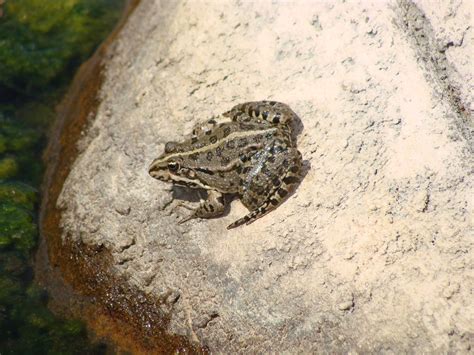 Frog in Anatolia Turkey | frogs frog anatolia anadolu | Flickr