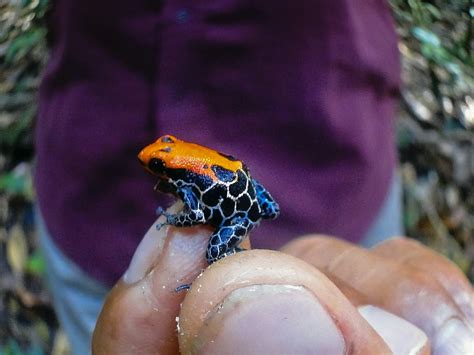 Poison Frog (Dendrobatidae) Diversity in Perú: A Gallery — Exotica Esoterica