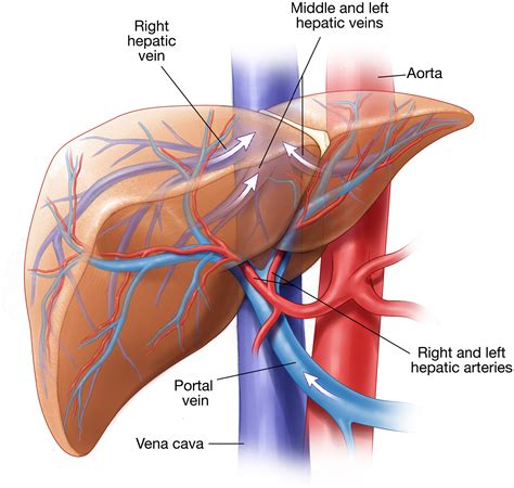 The Liver in Circulatory Disturbances - Clinics in Liver Disease