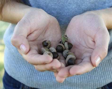 Move Over Squirrels, It's Acorn Harvesting Time | Chelsea Green Publishing