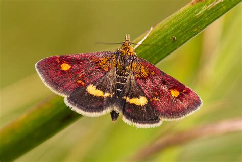 Mint Moth | Butterfly Conservation