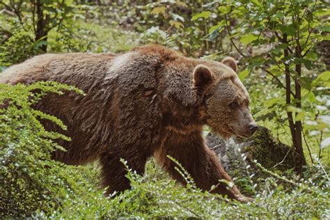 When Are Bears Most Active? - Yellowstone Bear World | Yellowstone Bear World