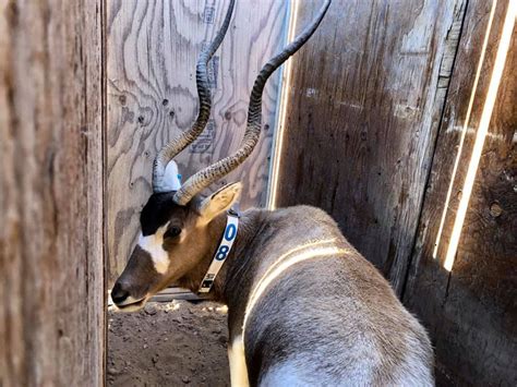 Critically endangered addax antelope to be reintroduced in Chad - Africa Geographic