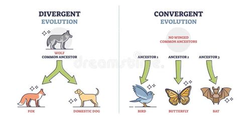 Evolución Divergente Frente a Convergente Con Esquema De Desarrollo De ...