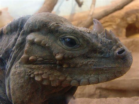 Real Monstrosities: Rhinoceros Iguana