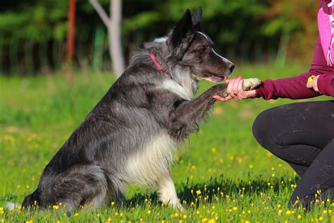 Training and Behavioral Issues with Border Collies - Border Collie Love