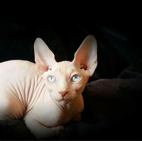 Sphynx Cat Breed | Meow Lifestyle